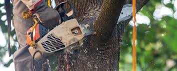 Best Commercial Tree Services  in Woodinville, WA