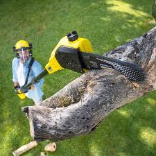 Best Tree Fertilization  in Woodinville, WA