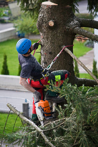 Best Grass Overseeding  in Woodinville, WA