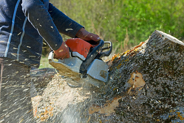 Best Tree Trimming and Pruning  in Woodinville, WA